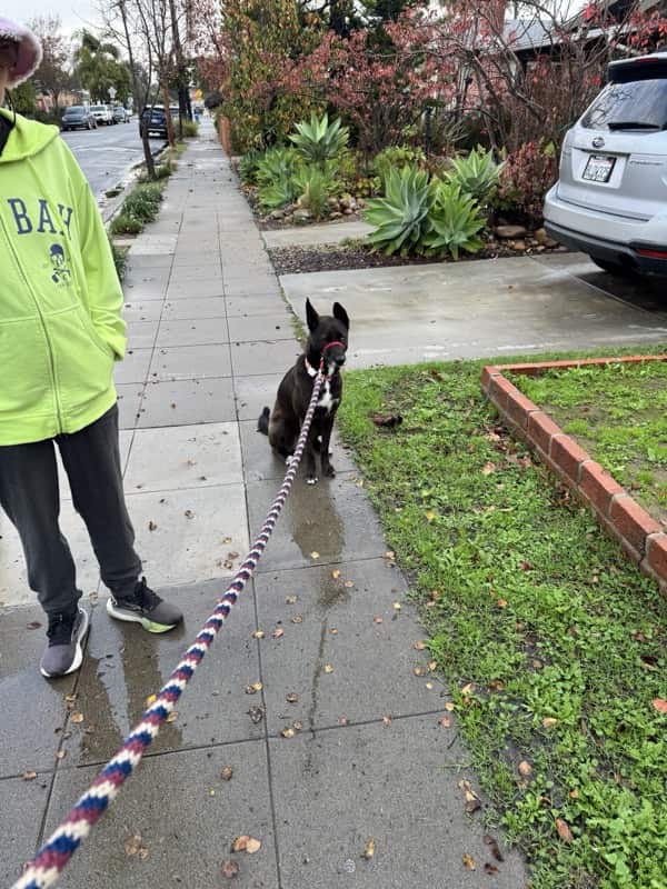 A picture of a black dog named Bowie sitting, taken on January 2 2026 at 7:55 am